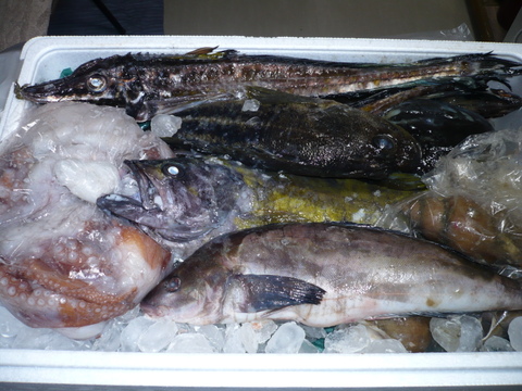 松コース 【4月発送再開】船頭にお任せ！鮮魚ボックス（詰め合わせ）海鮮セット