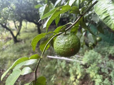 【mucha1223さまセット】珍しい100%青柚子果汁  栽培期間中 農薬、化成肥料、除草剤等不使用