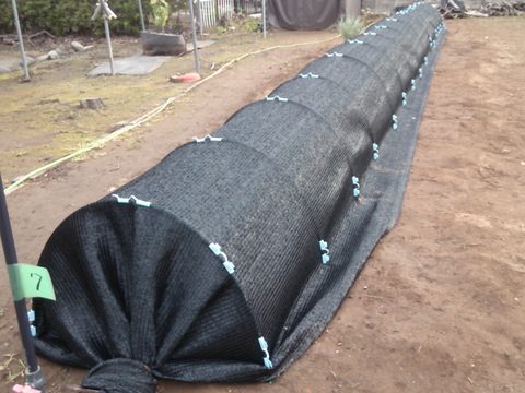 原木から育てた舞茸【今だけ！！秋限定】原木栽培
500g（250g入り x 2袋）　高鮮度保持フィルムで包装