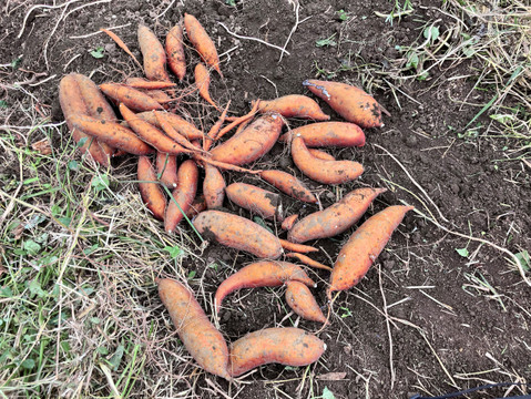 じっくり焼いた安納芋と甘酒を、贅沢に使った発酵ポタージュ