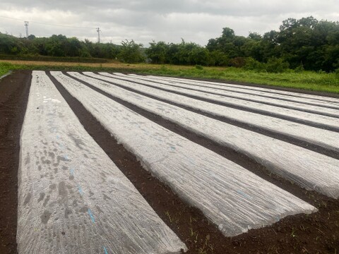 農薬・化学肥料不使用！リコピンいっぱい！赤色の京くれない人参5kg！