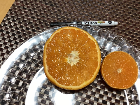 追加残り2箱　貫禄のずっしり　せとか段々畑育ちすぐ発送
】せとか1.5kg小粒今食べごろいつもの石野水産ルール同梱もどうぞ！！常温品は送料同じ！クールは４４０円からになるかと。