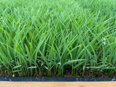 あきたこまち20キロ　玄米　農家直送 あきたこまち (玄米) | 水菜土農園から農家直送します