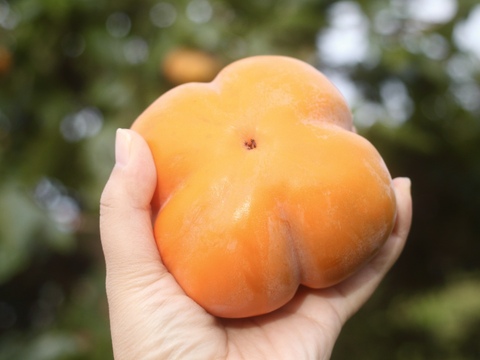 今季最終・富山の四谷柿（よたんがき）ご家庭用2.5kg前後