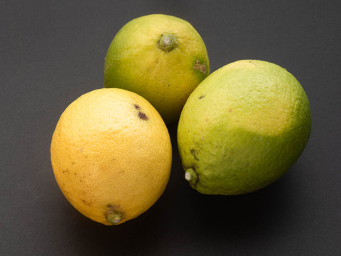 【広島県産】瀬戸田しまなみレモンC品(1kg) 栽培期間中農薬不使用