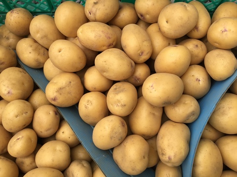 インカのめざめ　　小粒　２キロ　新ジャガ