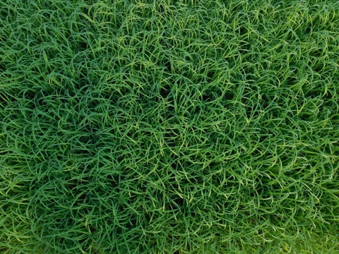 お試し用！令和７年産自然栽培　古代米ブレンド（４５０ｇ)