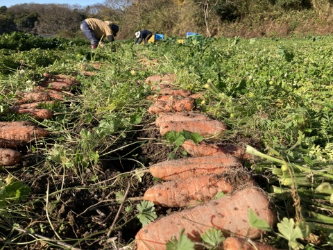 甘み旨みたっぷり！栄養価コンテスト受賞！掘りたて人参3kg