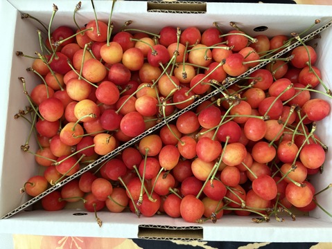 〈予約販売〉もぎたて当日発送　佐藤錦　一キロバラ　家庭用　6月上旬～順次発送　さくらんぼ