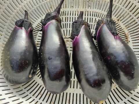 旬のお野菜セット（5～7品）クール便