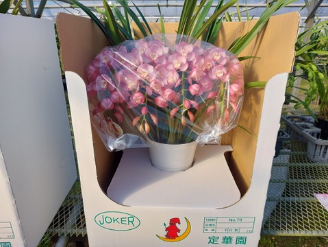 【年末予約用】シンビジウムアーチ仕立て3本立