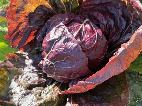 お料理の幅が広がる！ 季節の西洋野菜 Italian selection 60サイズ