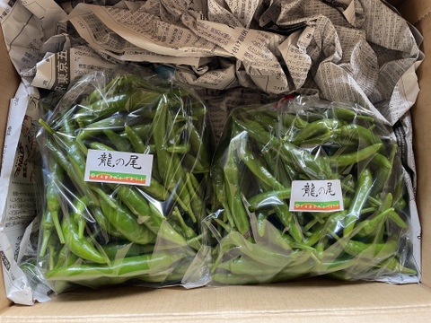 【8月上旬お届け】【朝どれ】収穫当日出荷 青唐辛子「龍の尾」1kg 栽培期間中農薬不使用