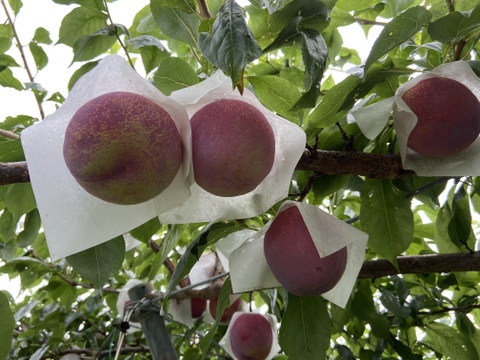 今が旬！プラム(すもも)の王様【貴陽】
発祥の地からお送り致します！
高級プラム化粧箱入り2kg
(実の大きさにより、個数が変わります。
［9玉〜12玉］数を指定して頂けます。