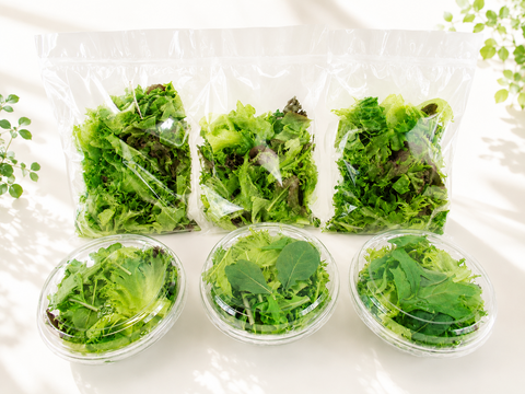 【小容量】日常使いに！洗わずに食べられるレタス6点セット（420ｇ）