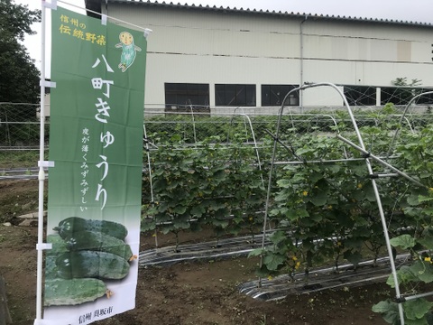 信州伝統野菜　八町キュウリ/若採り種無しきゅうり、箱込み2キロ以内　クール便