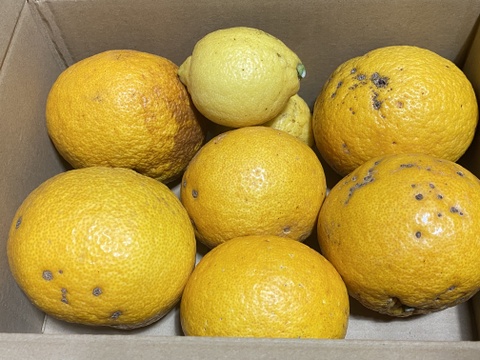 庭の甘夏 2kg｜親子でつくる、はじめての柑橘しごと｜加工用＋レモン2個付き