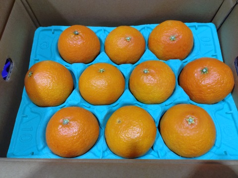 【贈答用】まるで天然ゼリー！まどんな（８～１２玉）