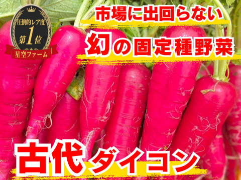 🥕冬疲れ解消“食べるデトックス根菜”🥕古代春大根☆古代種ブランド野菜【農薬不使用】【化学肥料不使用】【品種改良なしの固定種】お試し約1㎏🌿5月中旬予約🌿