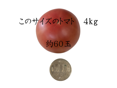 熊本県八代産　まるかじりトマト　４kg