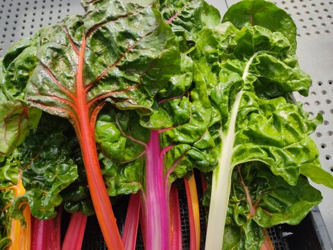 ✨【色彩の宝石箱】農薬・化学肥料不使用で育てた、鮮やかスイスチャード 約700g✨