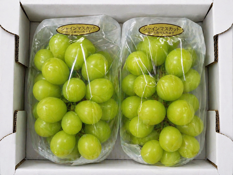 全国 送料無料！種無し大粒ぶどう糖度16度〜20度以上『シャインマスカット』800g以上2房セット箱入り