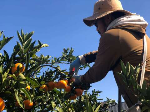 せとうち周防大島　みかんジャム