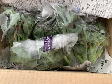 栄養たっぷり、スティックセニョール1k