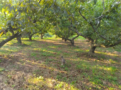 完売御礼✴熊本産　ごろごろ大きい和栗🌰5キロ　自然栽培　朝採り直送◎
