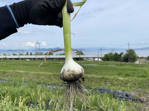 採れたて滋賀県産生にんにく😊サイズ色々混ぜて1〜1.3kg