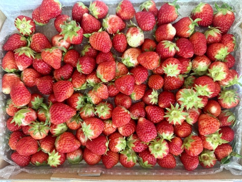 苺小粒のみ、気にしない方限定🍓バラ詰苺（約1000g）ジャムや加工に！