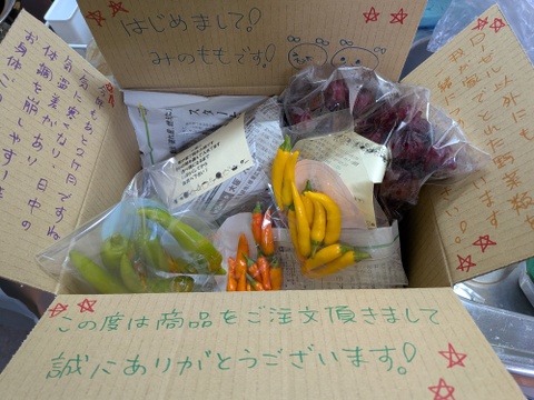 2025年、収穫スタートです！鮮やか赤色！生ローゼル(赤色、約1キロ入り)