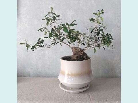 【ギフトにも◎】南アルプスのオリーブ盆栽　ネバディロブランコ  (PS230)