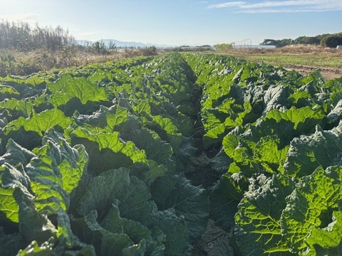 サボイキャベツ　2個入り　京都府産