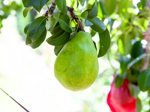 信州産　ル・レクチェ　ルレクチェ　約5kg（10～20玉）　洋ナシ　西洋なし