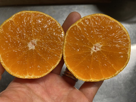 楽し嬉し4種のストレートジュース飲み比べ贅沢セット！（温州みかん・せとか・甘平・プリンセス48）