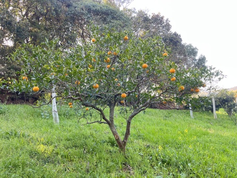温州みかん(3kg)自然栽培