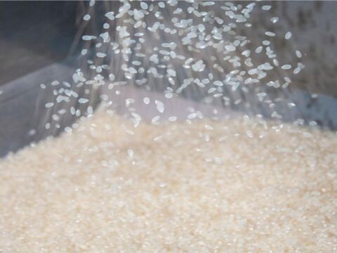 🌾お米ソムリエが作る🎯令和7年新潟県五泉市四ヶ村産ゆきん子舞5kg白米✨️