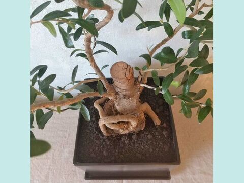 【ギフトにも◎】南アルプスのオリーブ盆栽　エルグレコ  (PS222)