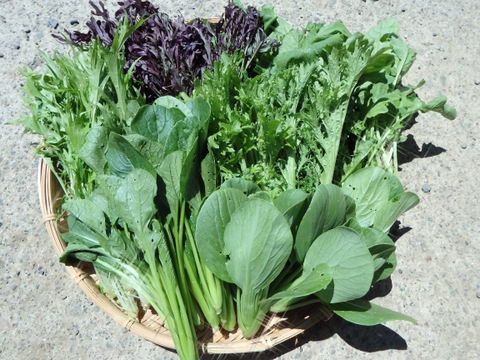 【富士山の麓から】わっぱファームの旬のおまかせお野菜セット(4〜5種)