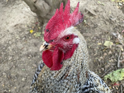 放し飼い鶏の長期育成肉 「俺のすべて」スモークチキンと放牧有精卵の燻製たまご