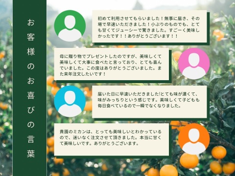 【贈答品】愛媛の段畑まどんな　9〜12玉×2箱