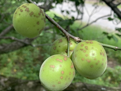 まじりっけなし！梅シロップ梅酒に最適！『色づき白加賀』5kg 自然栽培