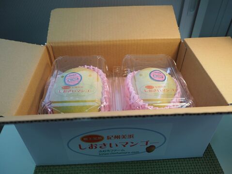 家庭用　高糖度で濃厚な味の完熟『紀州美浜しおさいマンゴー』2～4玉1.2kg