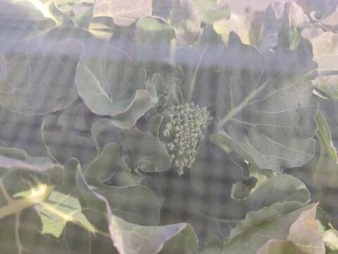 ✨農薬・化成肥料不使用の新鮮芽キャベツ約200g+スティッコリーセニョール約250g✨冬の温かい食卓セット😊