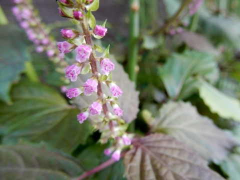 【栽培期間中　農薬不使用】見て美しく、食べて健やか。香り豊かな赤紫蘇の花（60サイズの箱にはいるだけ！）