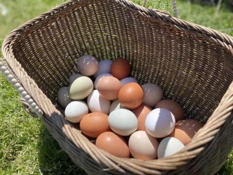 【５種の卵詰め合わせ！】チキチータの自然卵27個入り