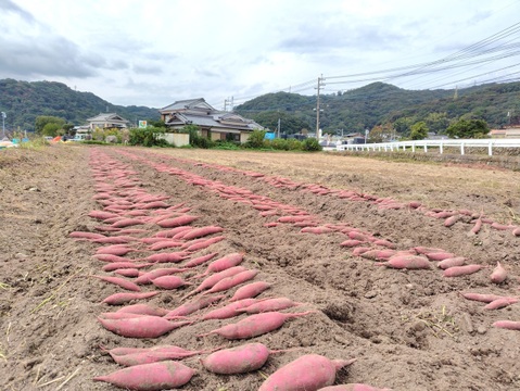 【訳ありＣ品】熟成不要のさつま芋「あまはづき5kg」（虫害・割れ・キズあり、極小～中サイズ、栽培期間中農薬・肥料不使用）