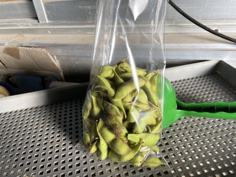 シーズン終盤！丹波黒枝豆（1.2kg）