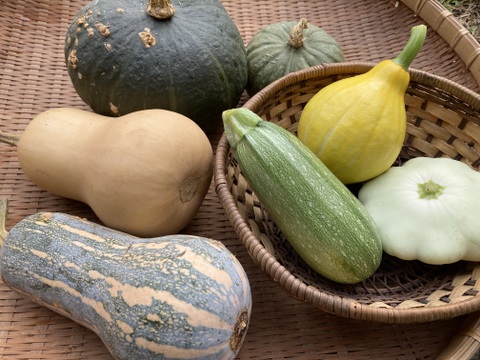 太陽の恵みをめいっぱい！季節の野菜セット【10品目】＃栽培期間中農薬・化学肥料不使用